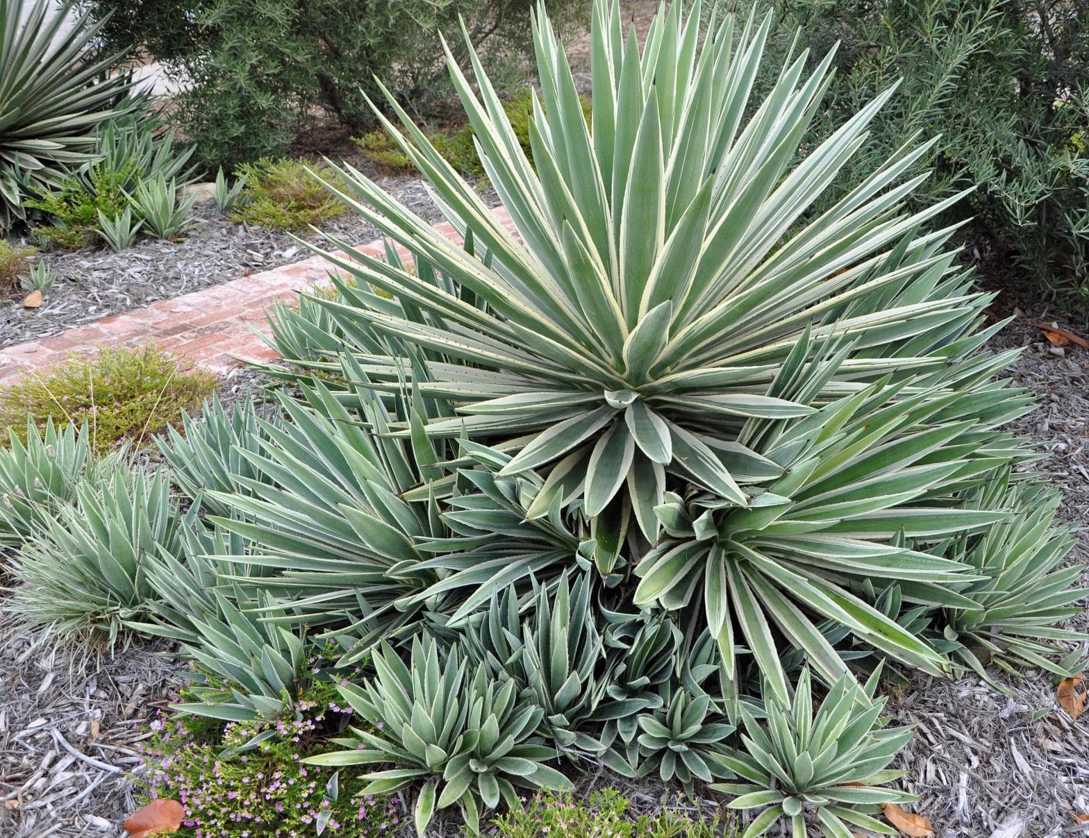 Caribbean Agave