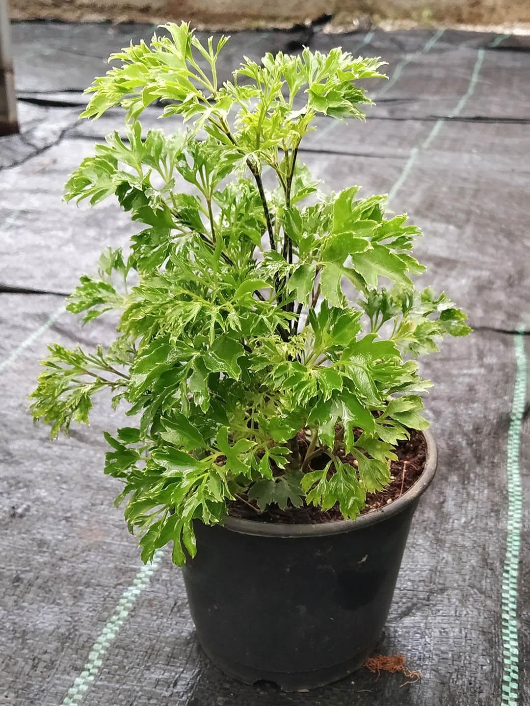 Ming Aralia