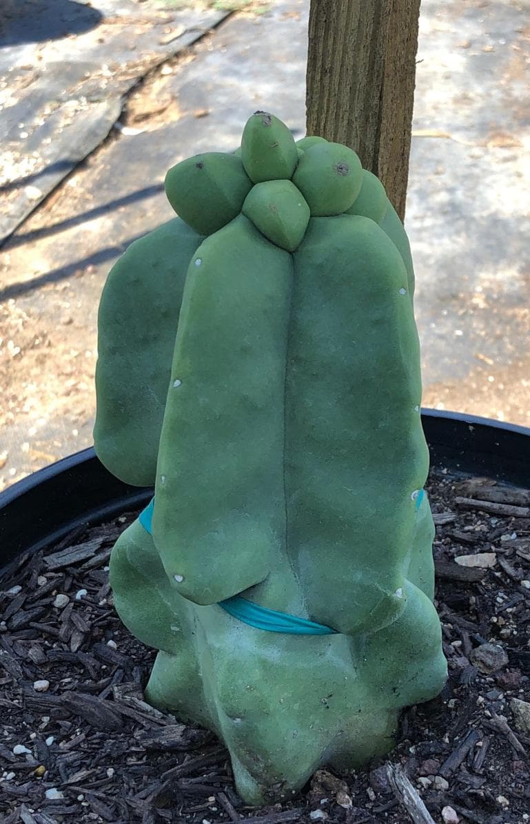 Senita Cactus