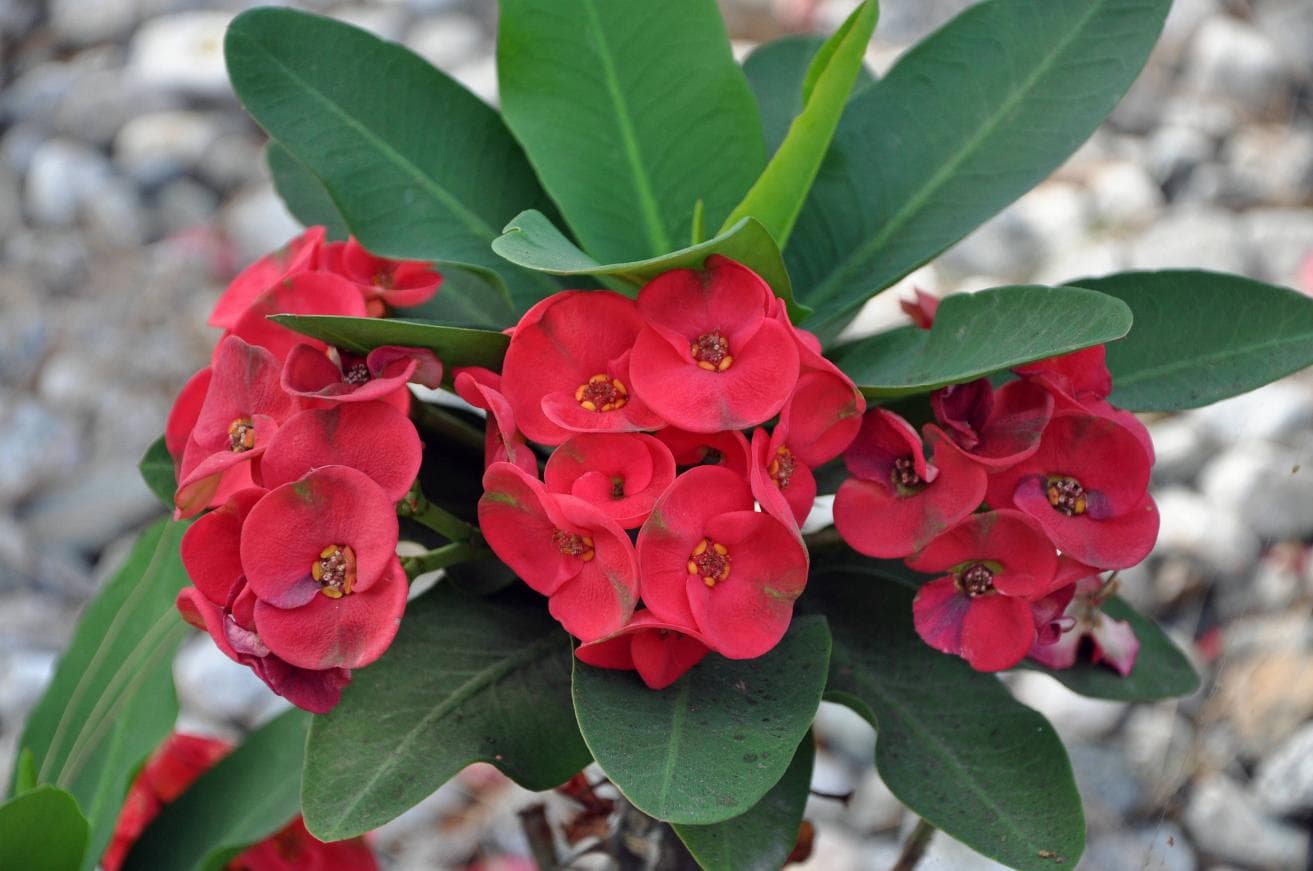Exotic Euphorbia