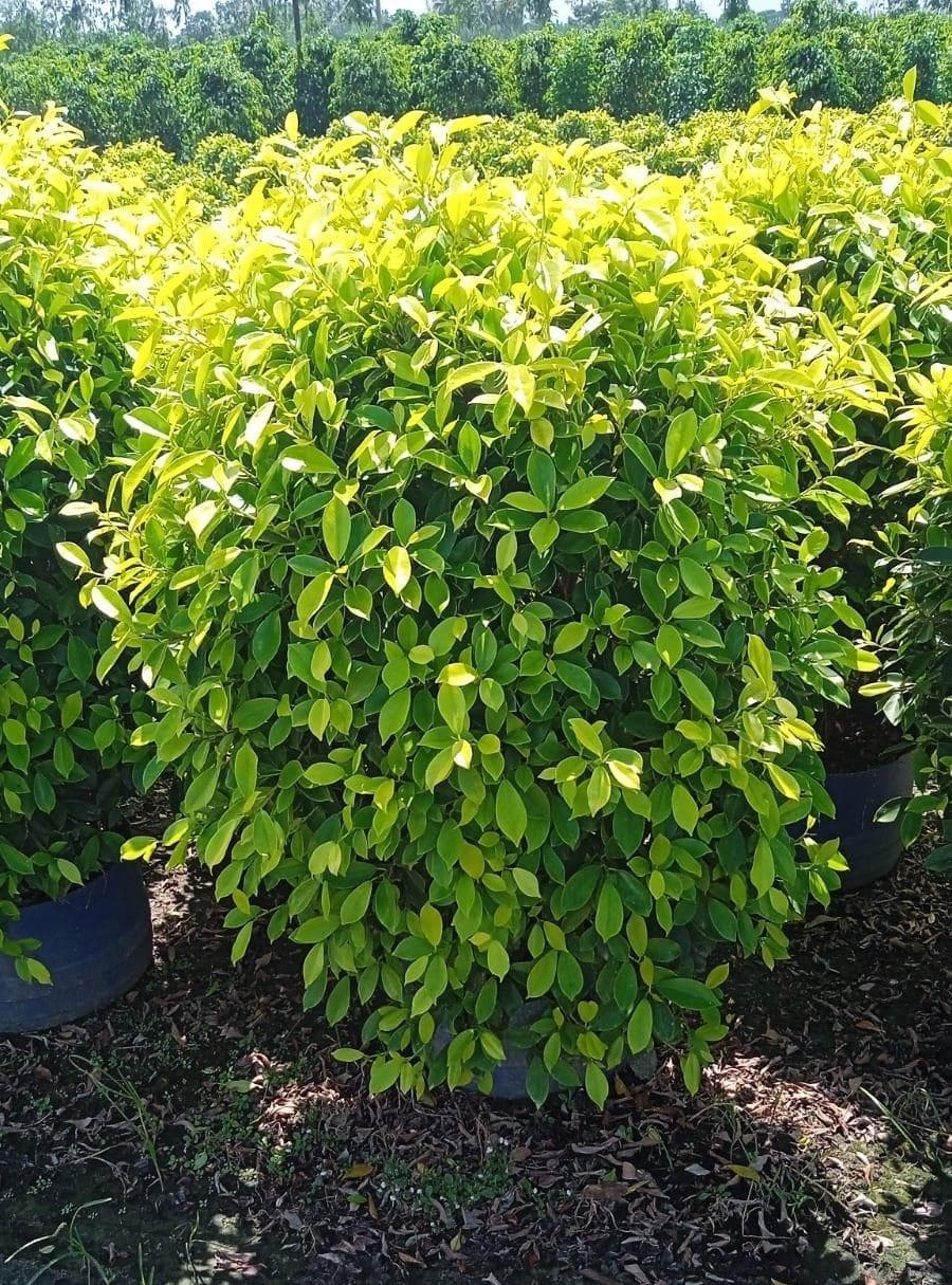 Ficus Panda - Image 1