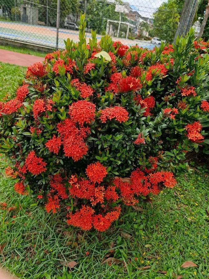 Double Red Ixora