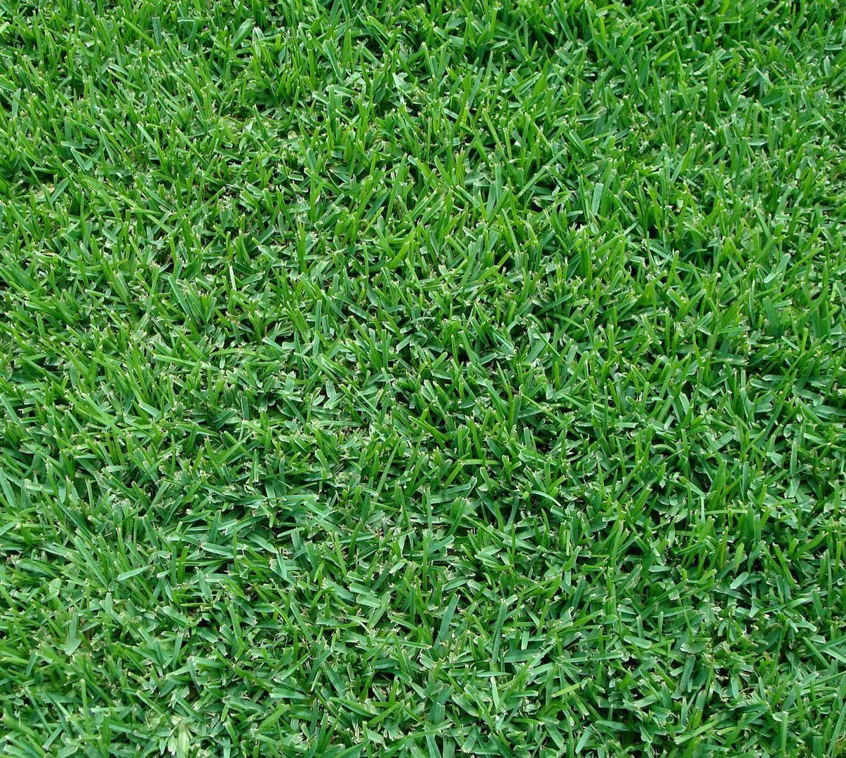 St. Augustine Grass