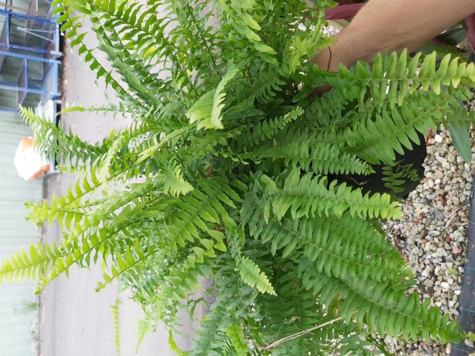 Boston Ferns