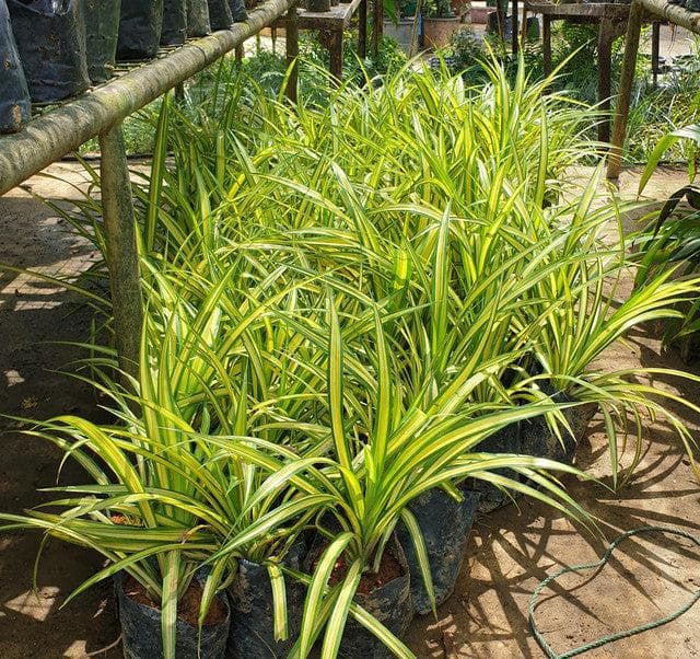 Pandanus - Image 1