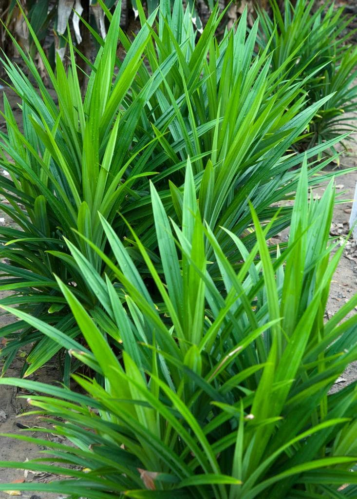 Green Pandanus