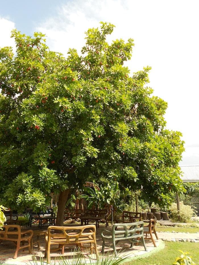 Ackee Tree