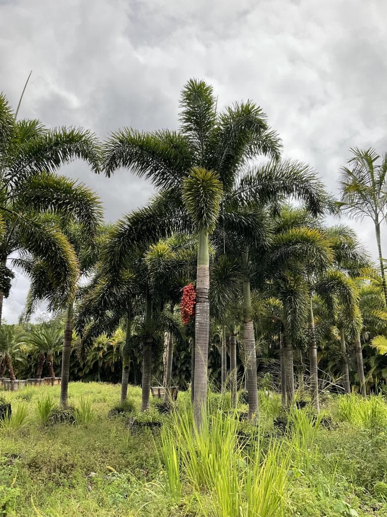 Foxtail Palm
