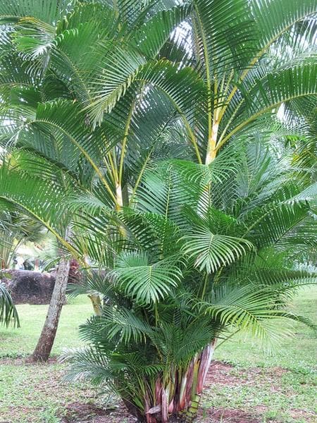 Green Cane Palm