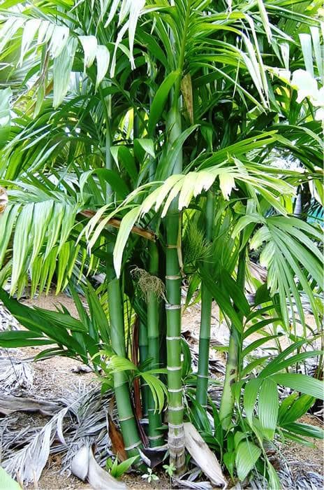 Wild Areca