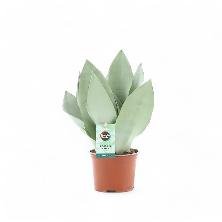 Moonshine Snake Plant - Image 1