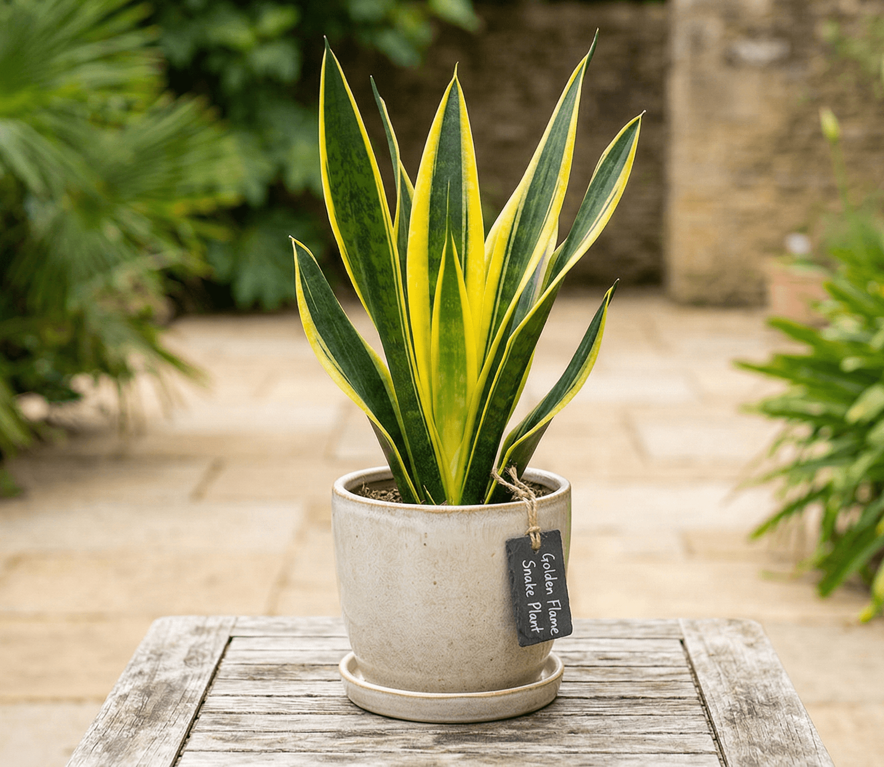 Golden Flame Snake Plant - Image 1